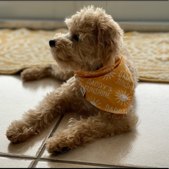 Meet your Posher, Raven. - Picture 6 of 9